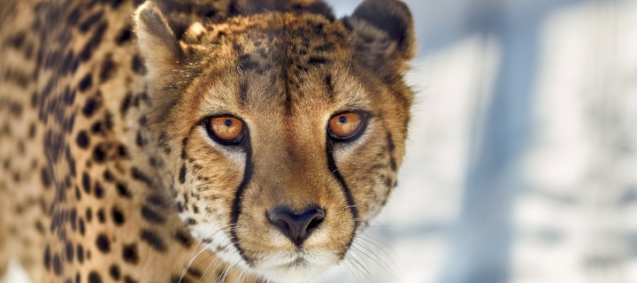 Southern African Cheetah screenshot #1 720x320