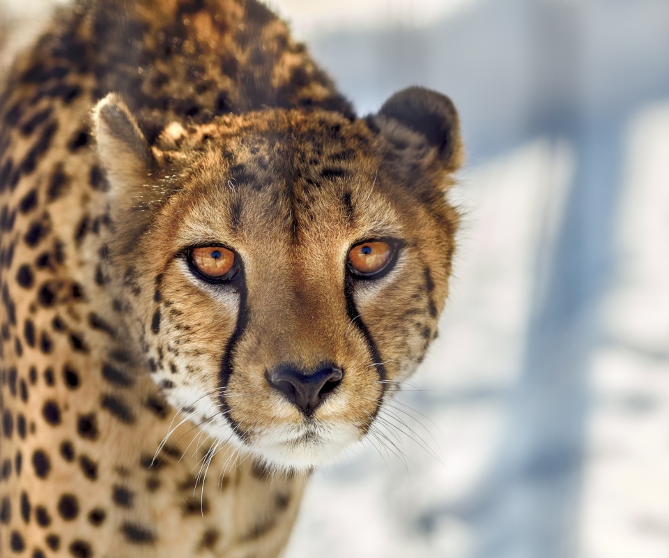 Das Southern African Cheetah Wallpaper 960x800