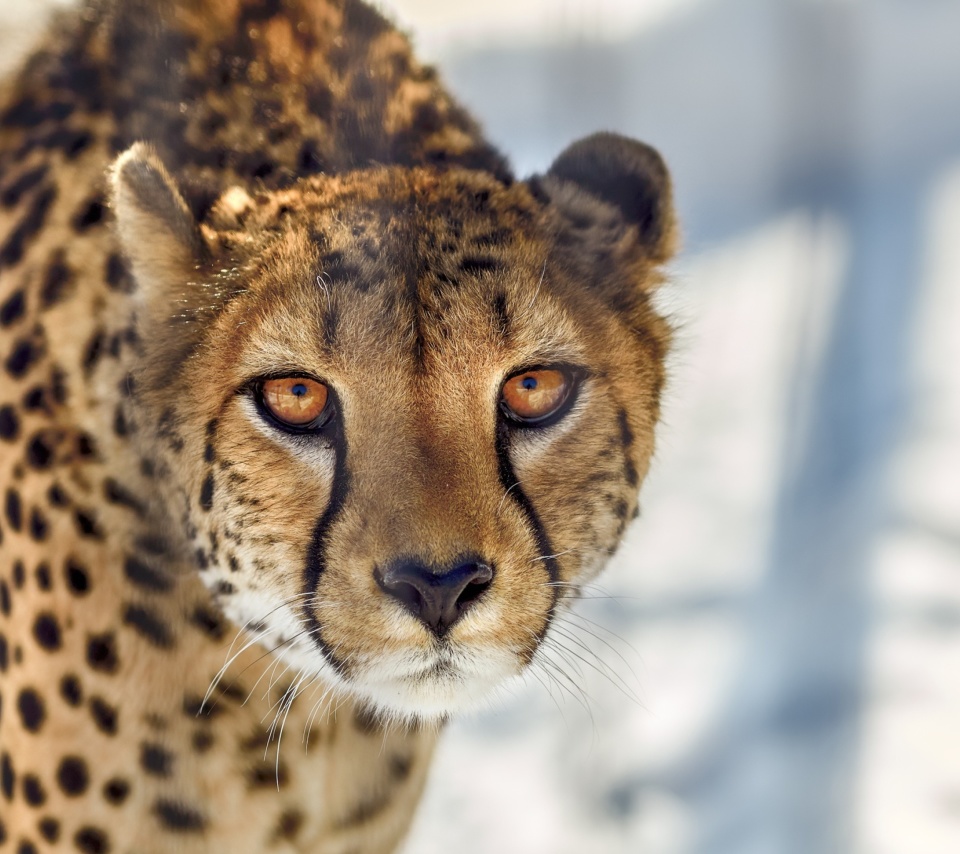 Das Southern African Cheetah Wallpaper 960x854