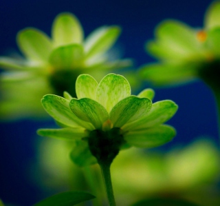 Green Flowers - Obrázkek zdarma pro Nokia 6100