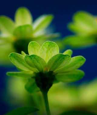 Green Flowers sfondi gratuiti per iPhone 4S