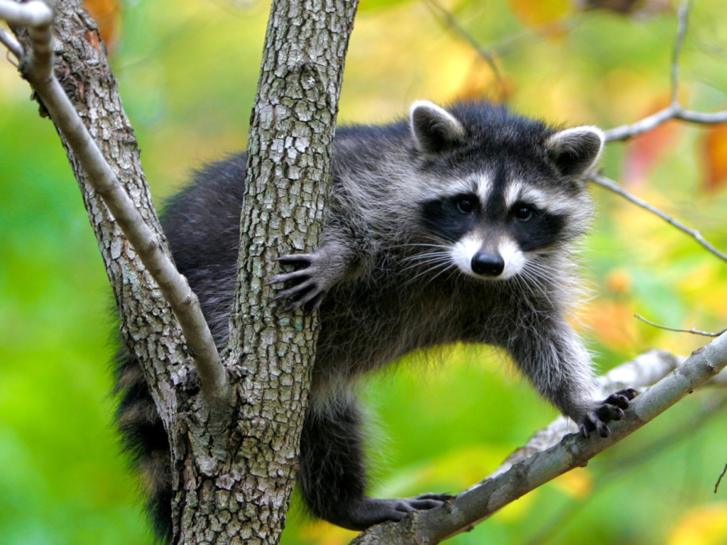 Das Raccoon In A Tree Wallpaper 1024x768