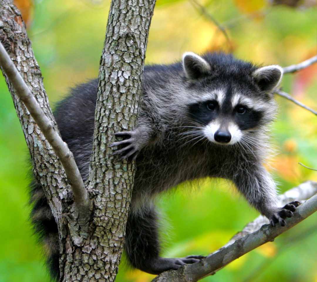 Sfondi Raccoon In A Tree 1080x960