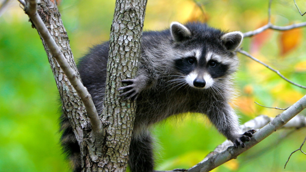 Обои Raccoon In A Tree 1280x720