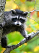 Sfondi Raccoon In A Tree 132x176
