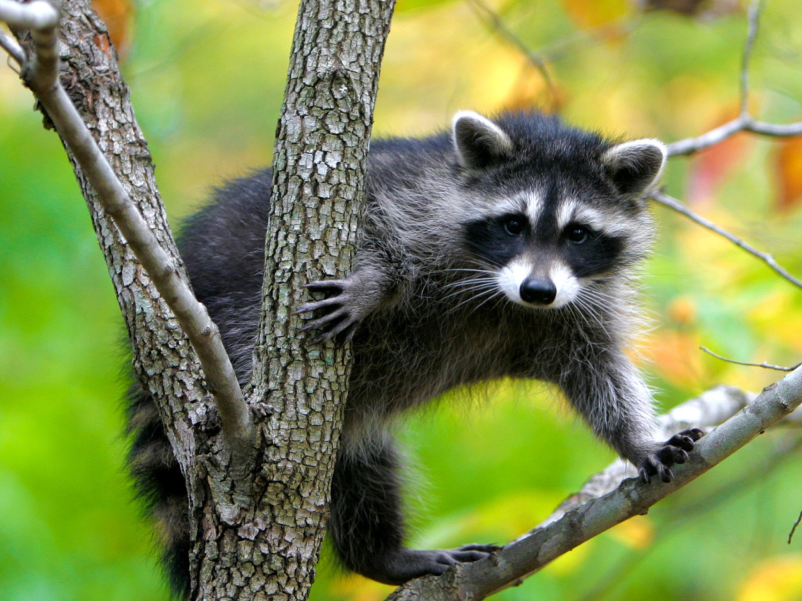 Sfondi Raccoon In A Tree 1600x1200