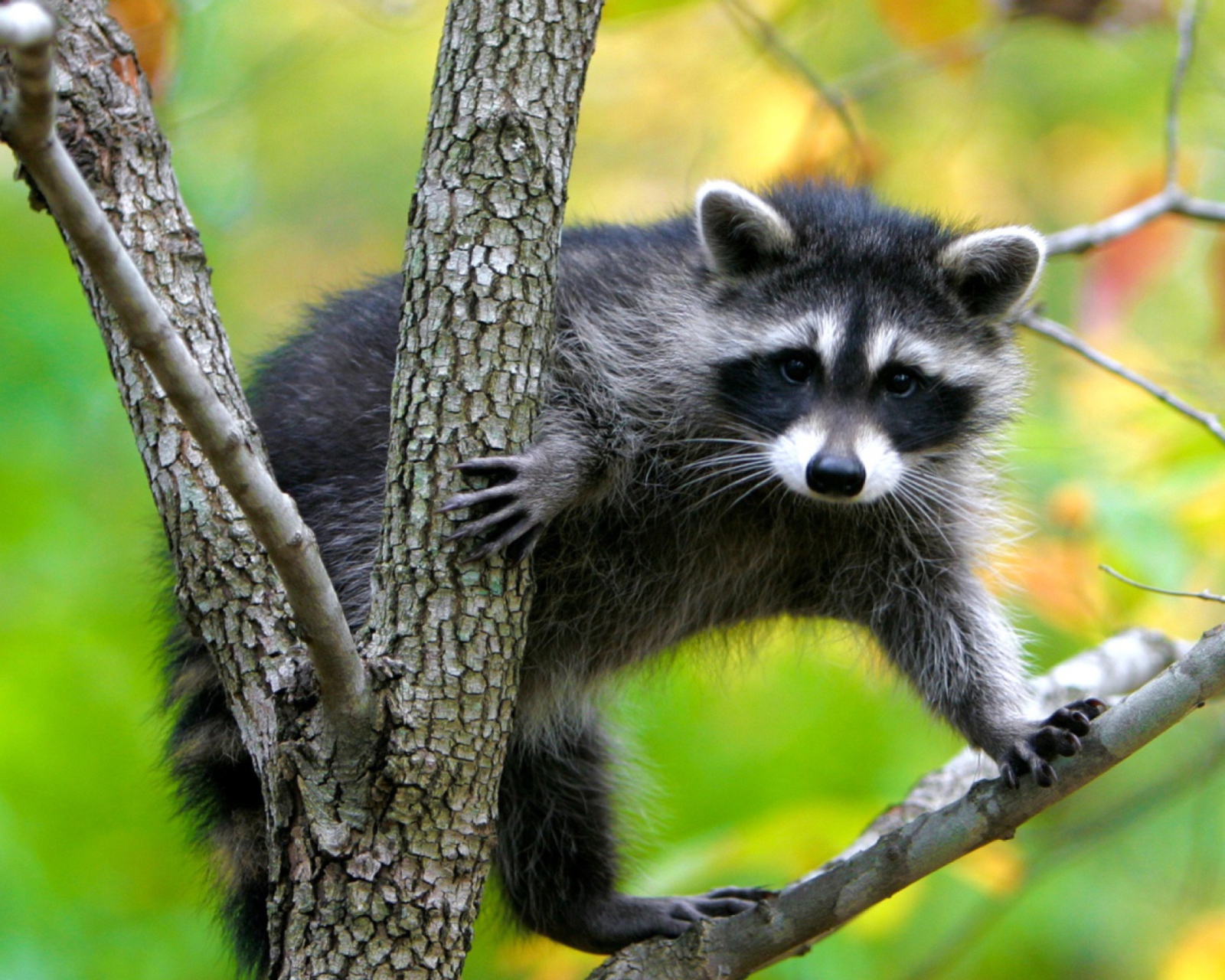 Обои Raccoon In A Tree 1600x1280