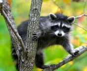 Screenshot №1 pro téma Raccoon In A Tree 176x144
