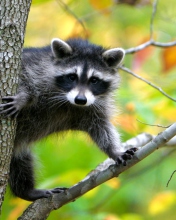 Raccoon In A Tree screenshot #1 176x220
