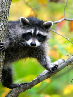 Обои Raccoon In A Tree 240x320