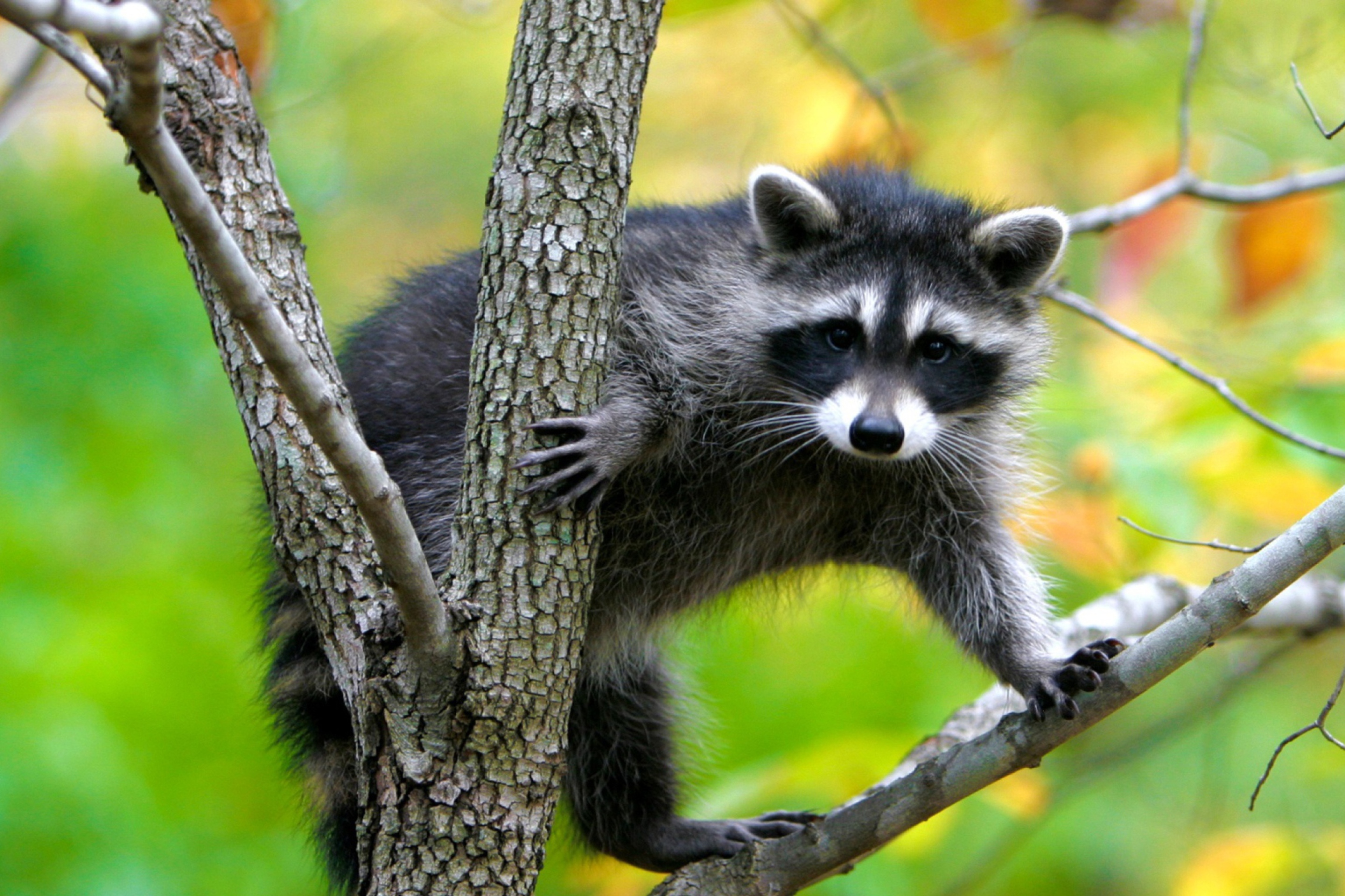 Обои Raccoon In A Tree 2880x1920