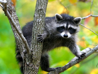 Обои Raccoon In A Tree 320x240