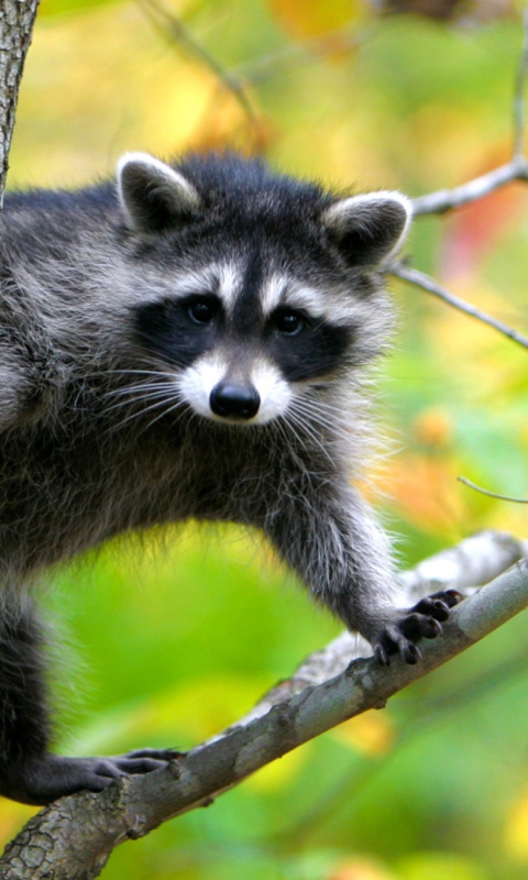 Обои Raccoon In A Tree 480x800