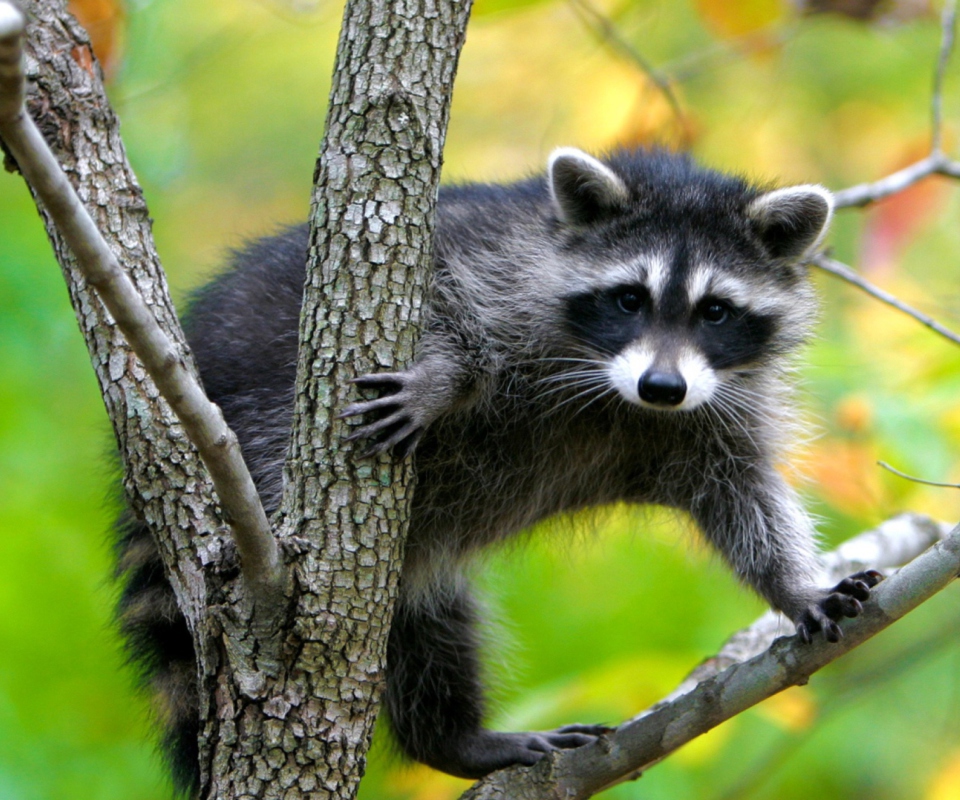 Обои Raccoon In A Tree 960x800