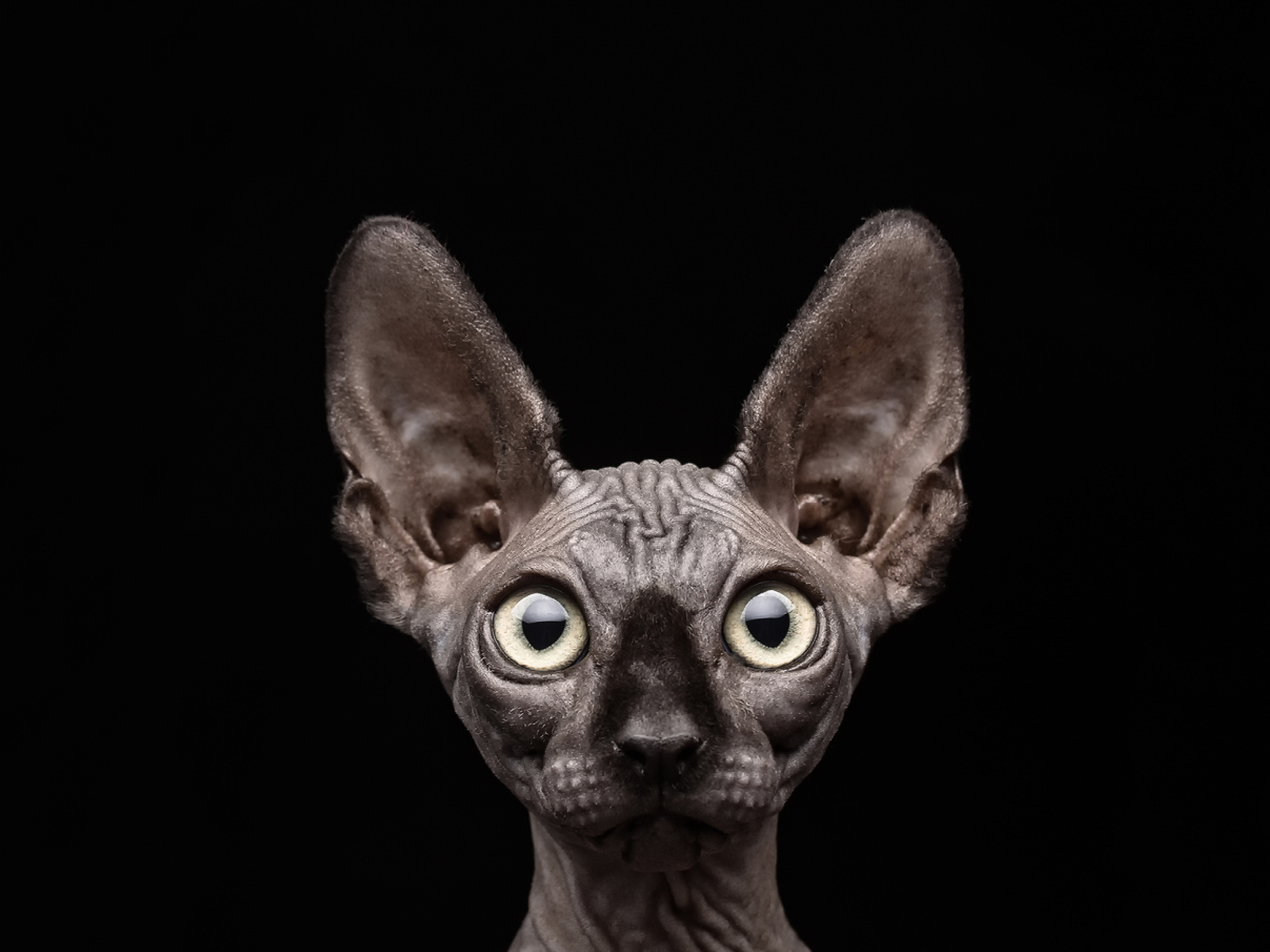 Sphynx wallpaper 1600x1200