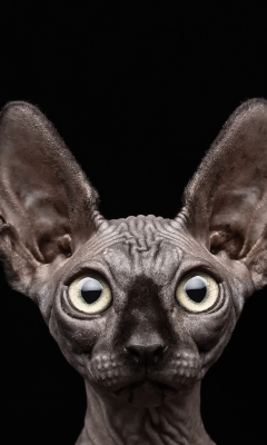 Sphynx screenshot #1 240x400