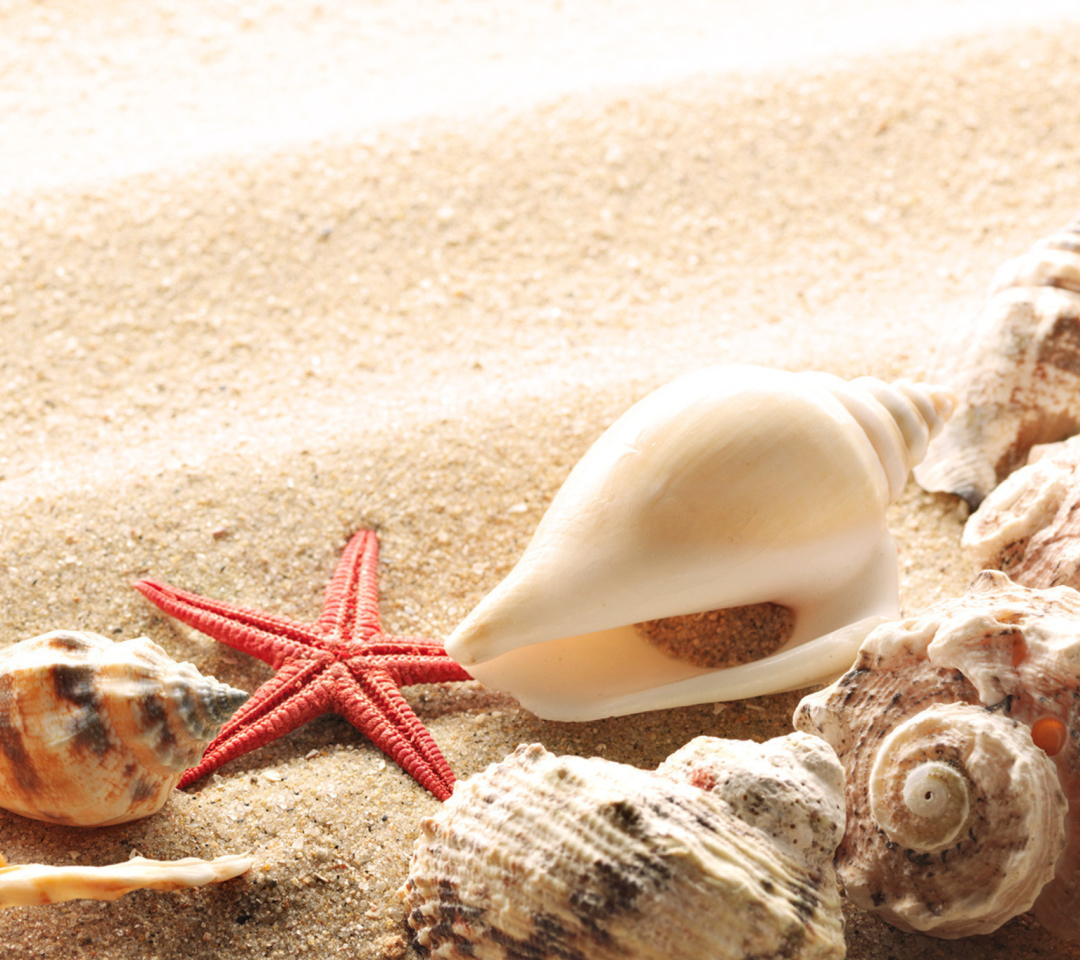 Das Several Sea Shells Wallpaper 1080x960