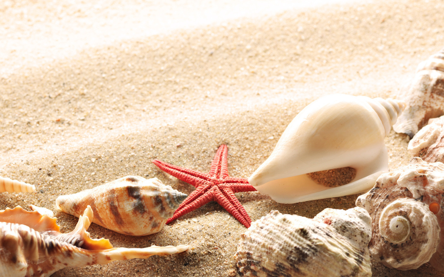 Обои Several Sea Shells 1680x1050