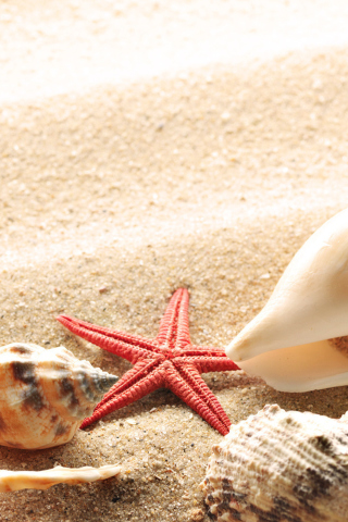 Several Sea Shells wallpaper 320x480