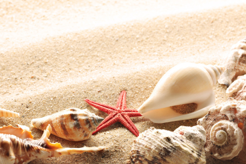 Das Several Sea Shells Wallpaper 480x320