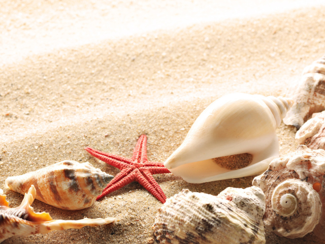 Das Several Sea Shells Wallpaper 640x480