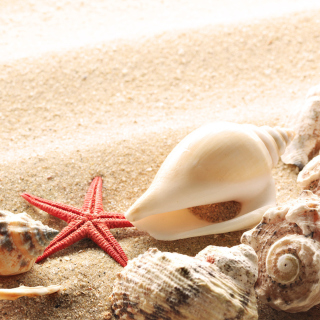 Several Sea Shells - Obrázkek zdarma pro 1024x1024