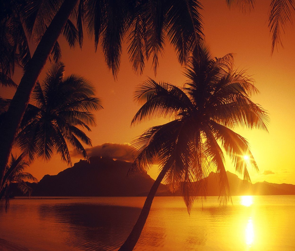 Palms At Sunset screenshot #1 1200x1024