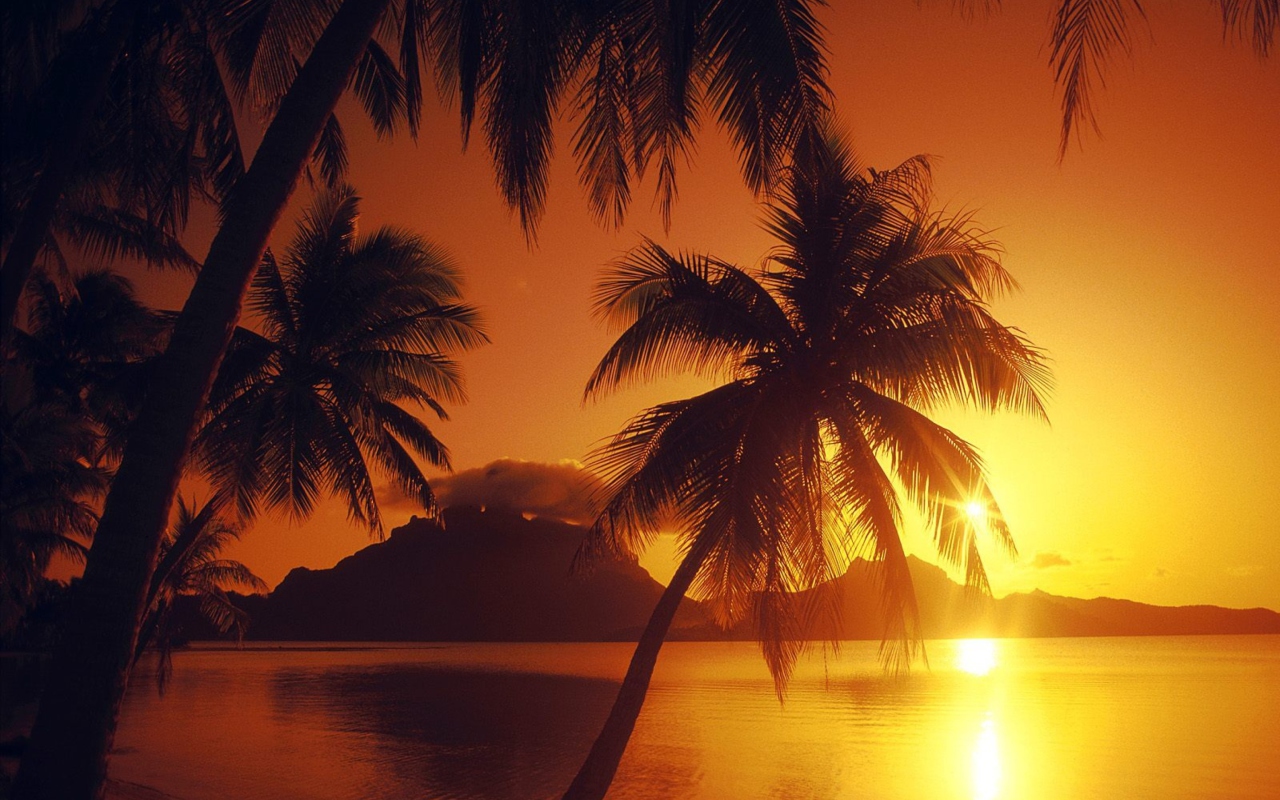 Palms At Sunset wallpaper 1280x800