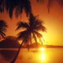 Das Palms At Sunset Wallpaper 128x128