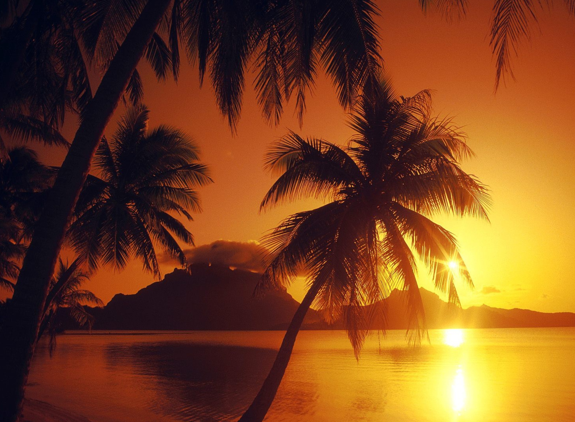 Обои Palms At Sunset 1920x1408