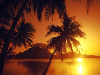 Sfondi Palms At Sunset 320x240