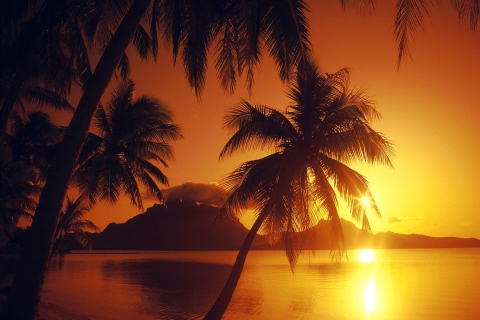 Palms At Sunset screenshot #1 480x320