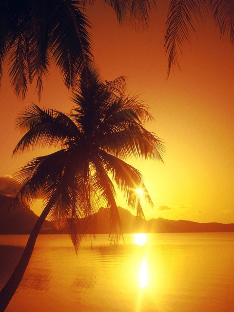 Обои Palms At Sunset 480x640