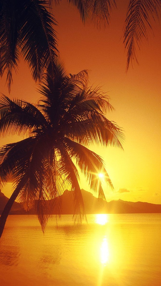 Sfondi Palms At Sunset 640x1136