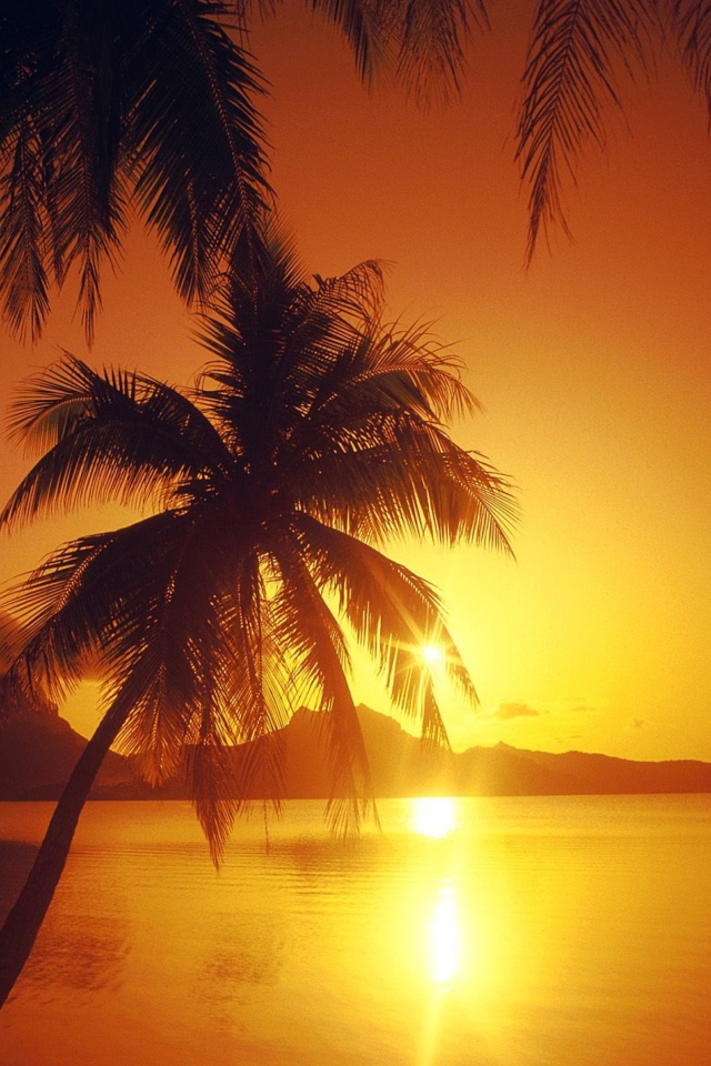 Palms At Sunset wallpaper 640x960