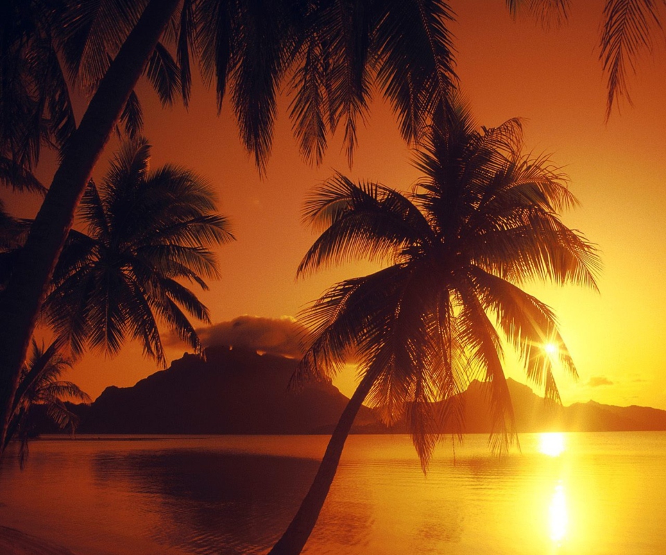 Sfondi Palms At Sunset 960x800