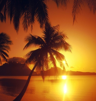 Kostenloses Palms At Sunset Wallpaper für iPad mini