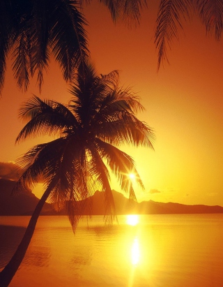 Palms At Sunset sfondi gratuiti per iPhone 6 Plus