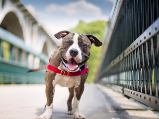 Smiling Dog screenshot #1 320x240