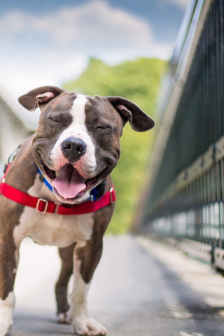 Smiling Dog screenshot #1 320x480