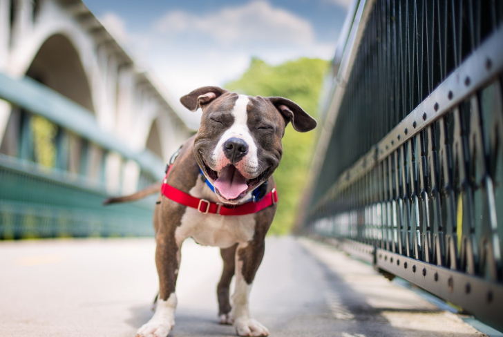 Обои Smiling Dog