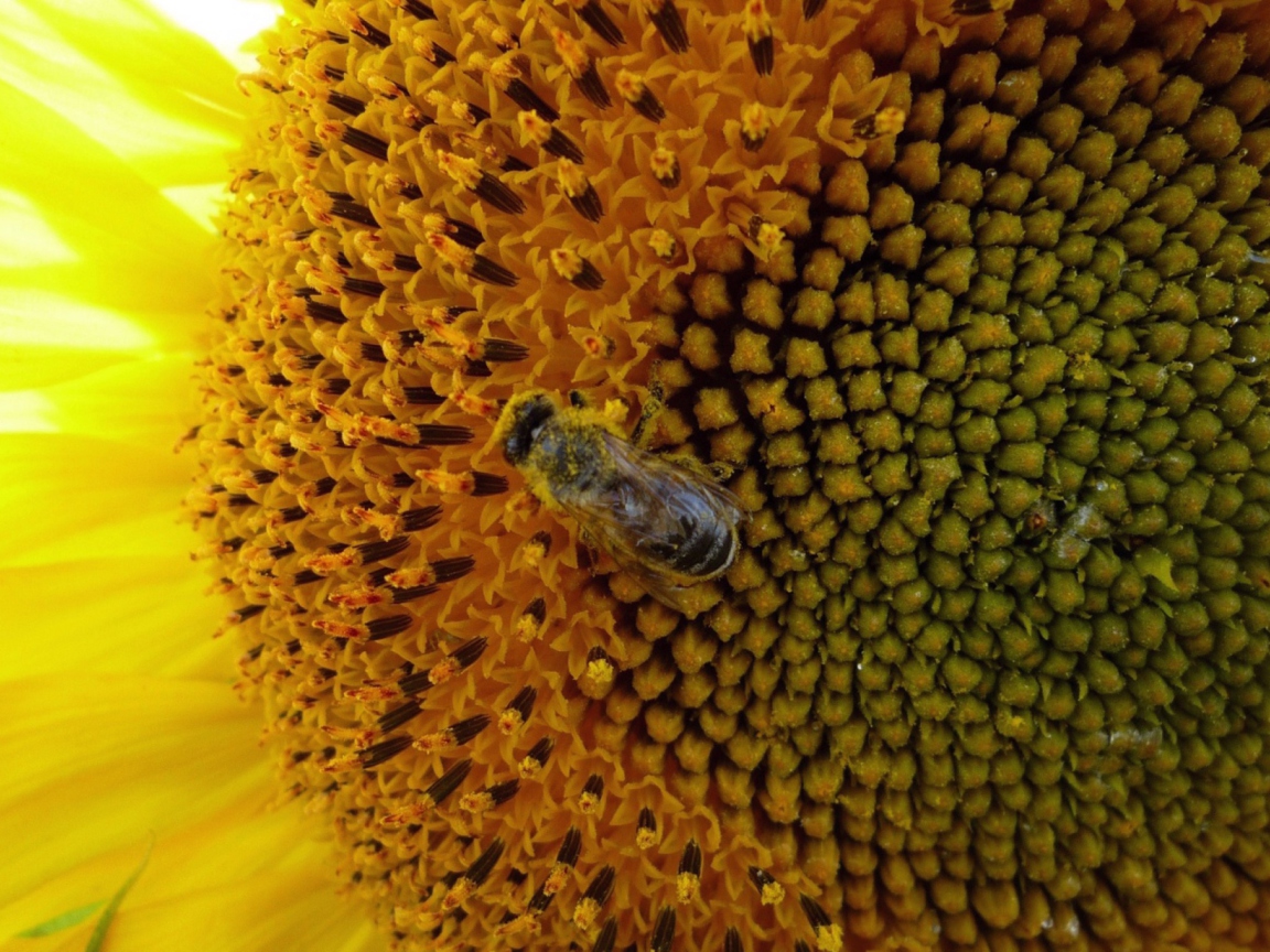 Обои Fly On Sunflower 1152x864