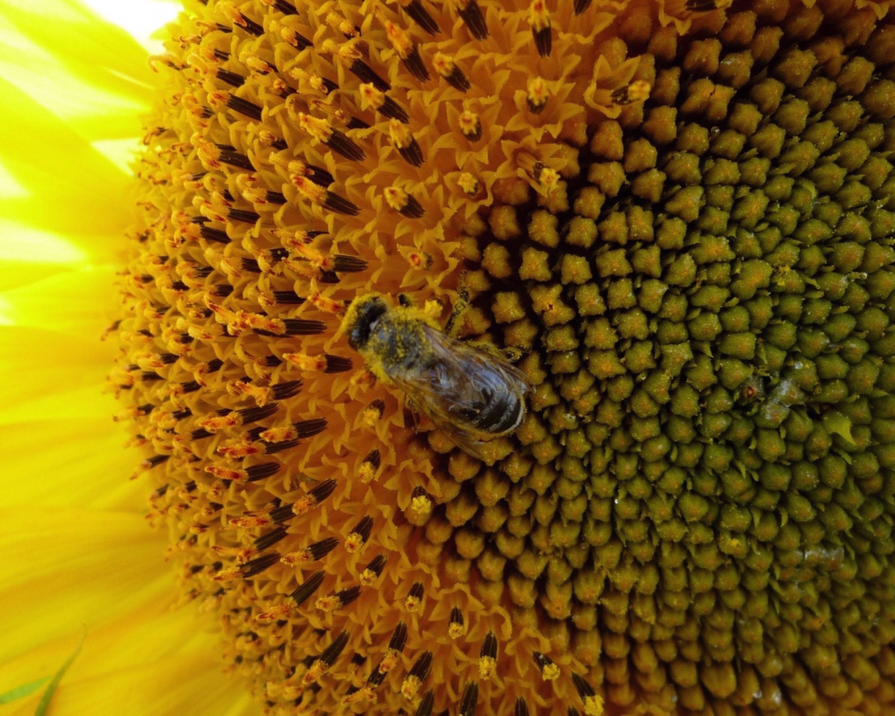 Обои Fly On Sunflower 1280x1024