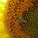 Das Fly On Sunflower Wallpaper 128x128