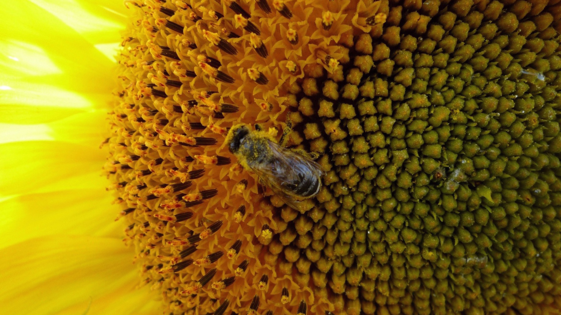 Fly On Sunflower wallpaper 1920x1080