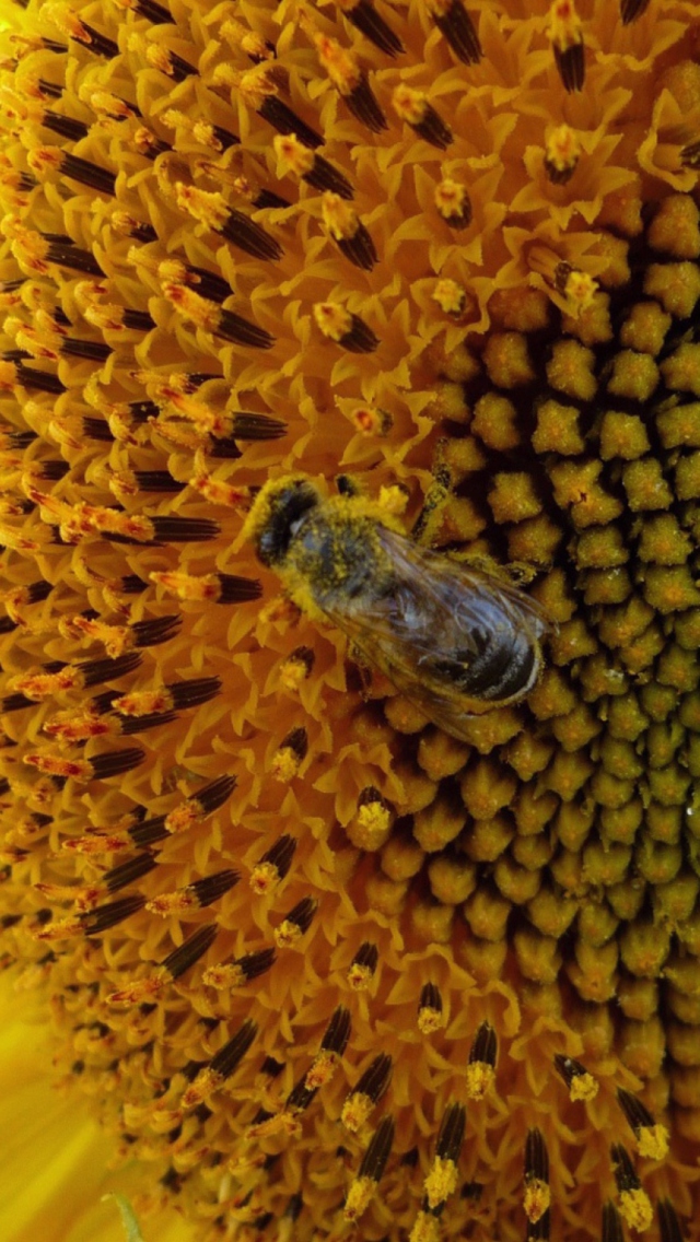 Das Fly On Sunflower Wallpaper 640x1136