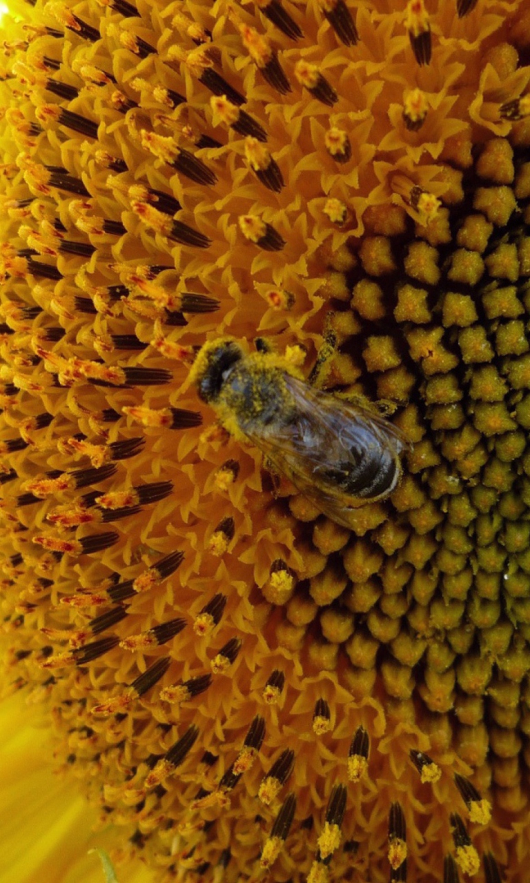 Das Fly On Sunflower Wallpaper 768x1280