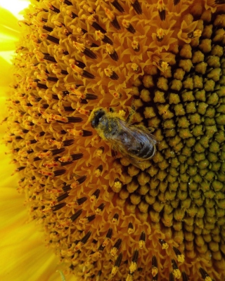 Fly On Sunflower sfondi gratuiti per Nokia Lumia 800