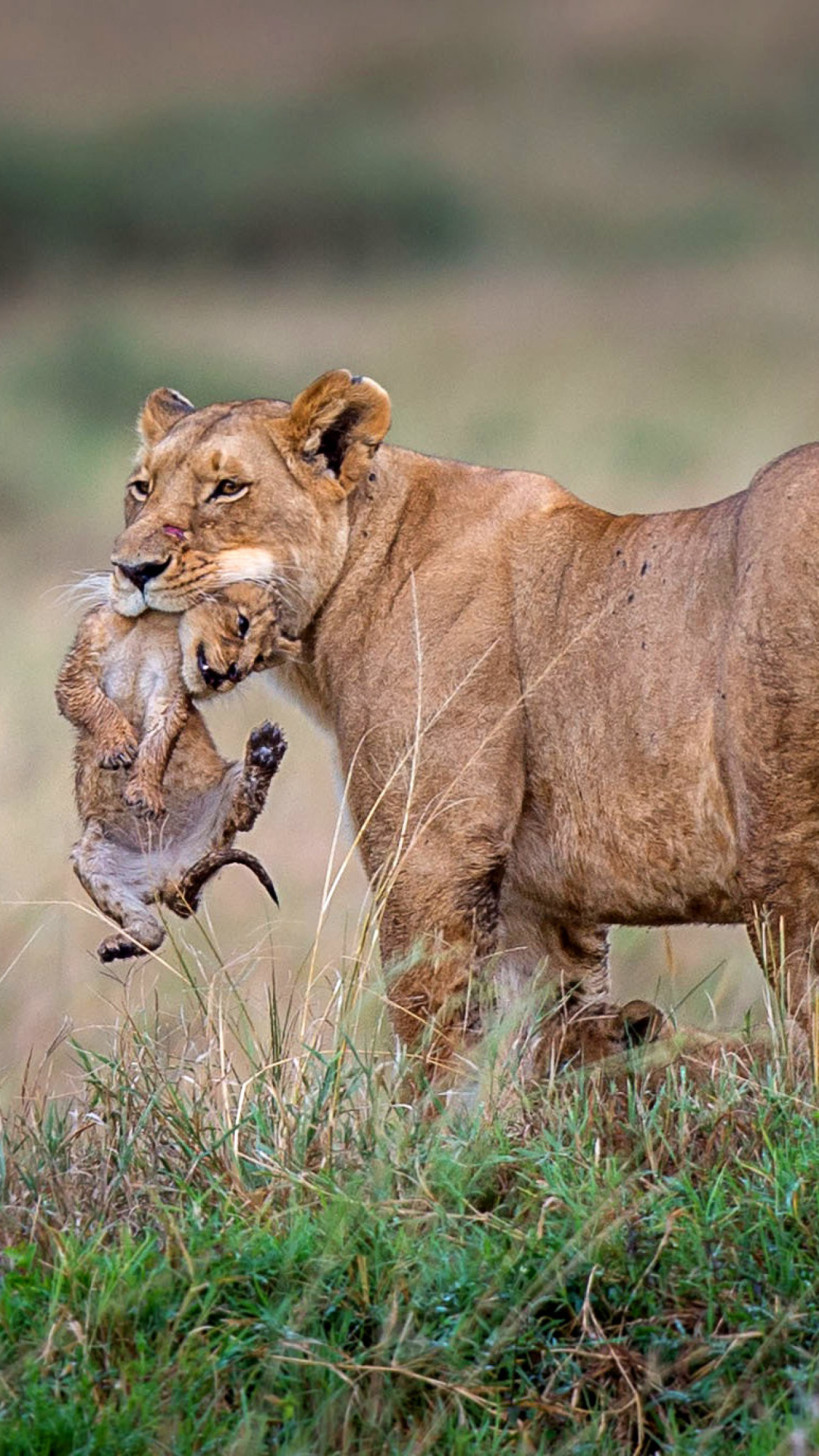 Fondo de pantalla Lioness with lion cubs 1080x1920