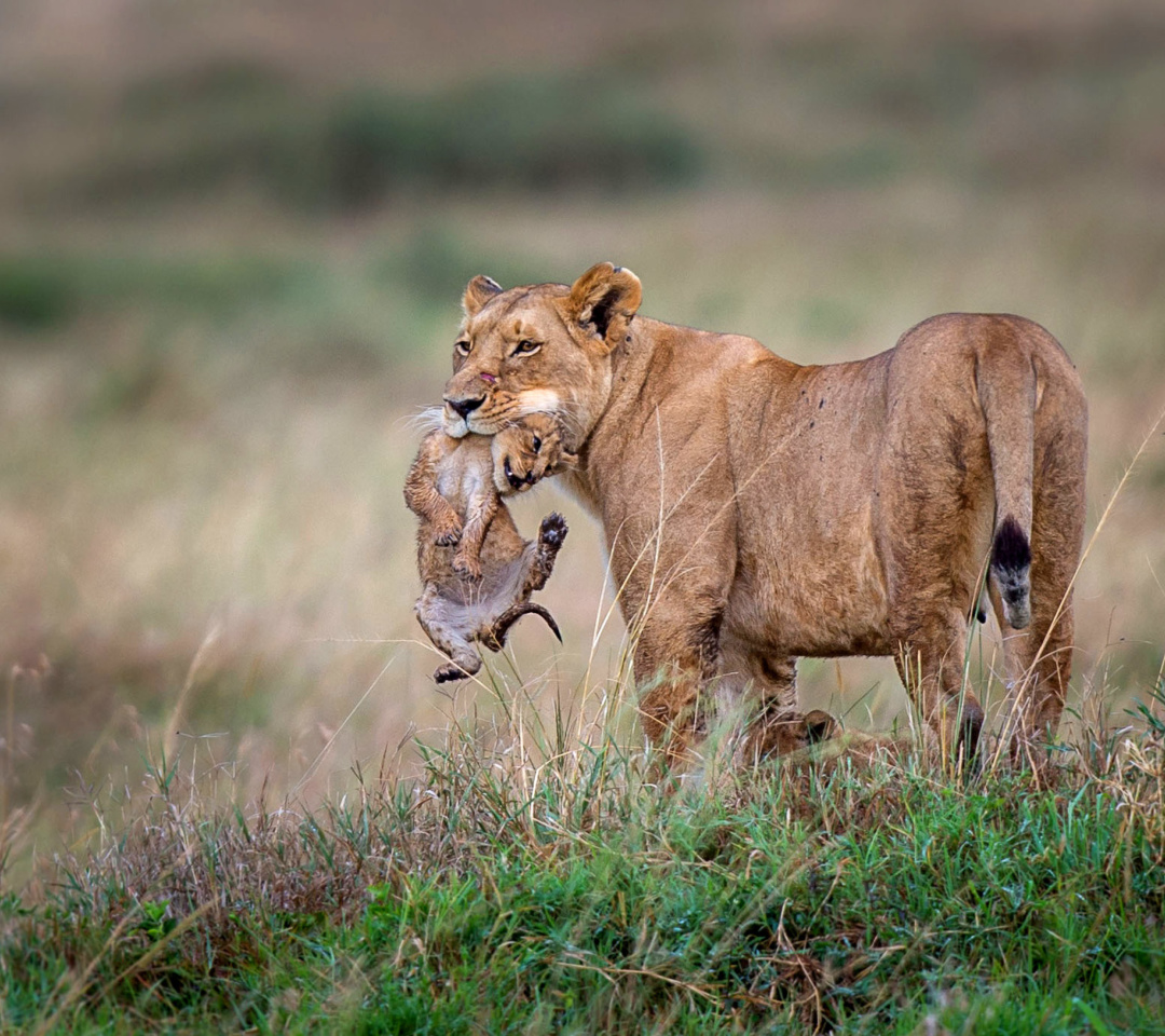 Lioness with lion cubs wallpaper 1080x960